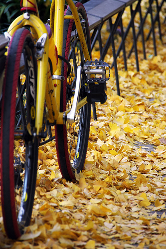 Fall (via <a href="http://farm3.static.flickr.com/2254/2103490276_8ac23fb3fc.jpg">OiMax</a>)